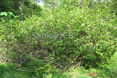 Embelia tsjeriam-cottam